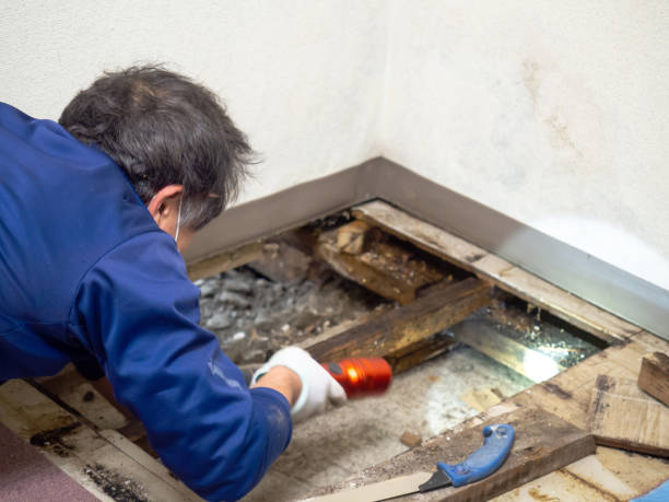 Best Affordable Mold Removal  in Fifth Ward, LA