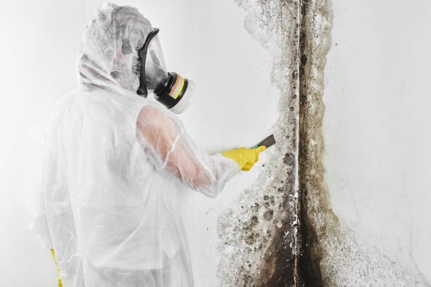 Best Office Mold Removal Services  in Fifth Ward, LA