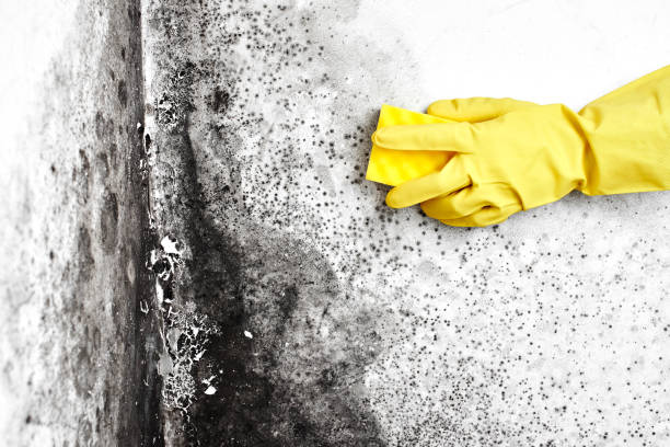 Best Black Mold Removal  in Fifth Ward, LA