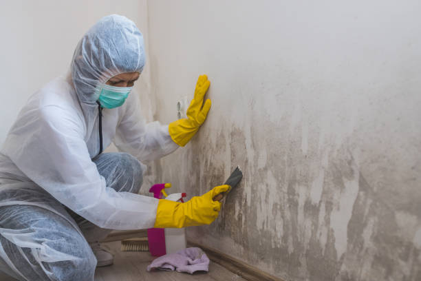 Best Toxic Mold Removal  in Fifth Ward, LA