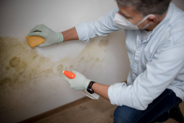 Best Commercial Mold Removal  in Fifth Ward, LA