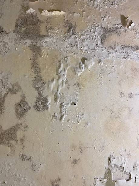 Best Crawl Space Mold Removal  in Fifth Ward, LA