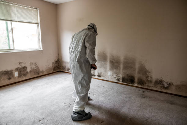 Best Residential Mold Removal  in Fifth Ward, LA