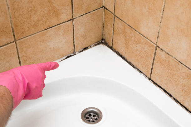 Office Mold Removal Services in Fifth Ward, LA