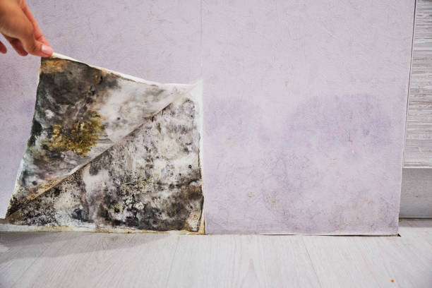 Best Mold Testing  in Fifth Ward, LA